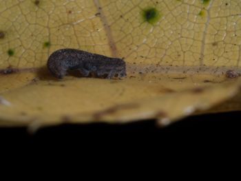 Media type: image; Invertebrate Zoology 152095